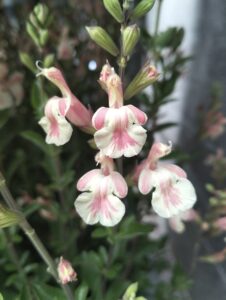 Salvia Belle de Loire