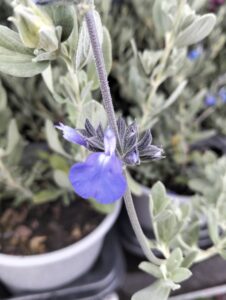 Salvia Chamaedryoides Isochroma