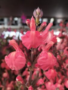 Salvia Coucher de Soleil