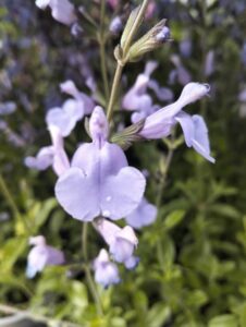 Salvia Delice Aquamarine