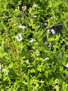 Salvia Namaensis