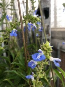 Salvia Uliginosa
