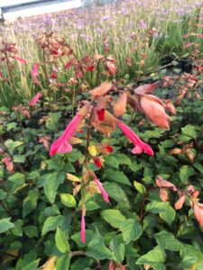 Salvia Ember's Wish