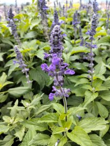 Salvia Farinacea Mystic Blue