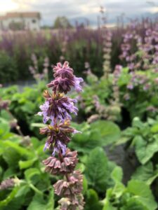 Salvia Verticillata