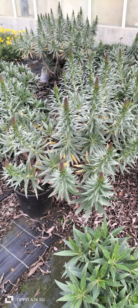 Echium fastuosum