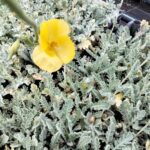 Glaucium flavum o papavero di mare