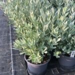 artemisia ludoviciana