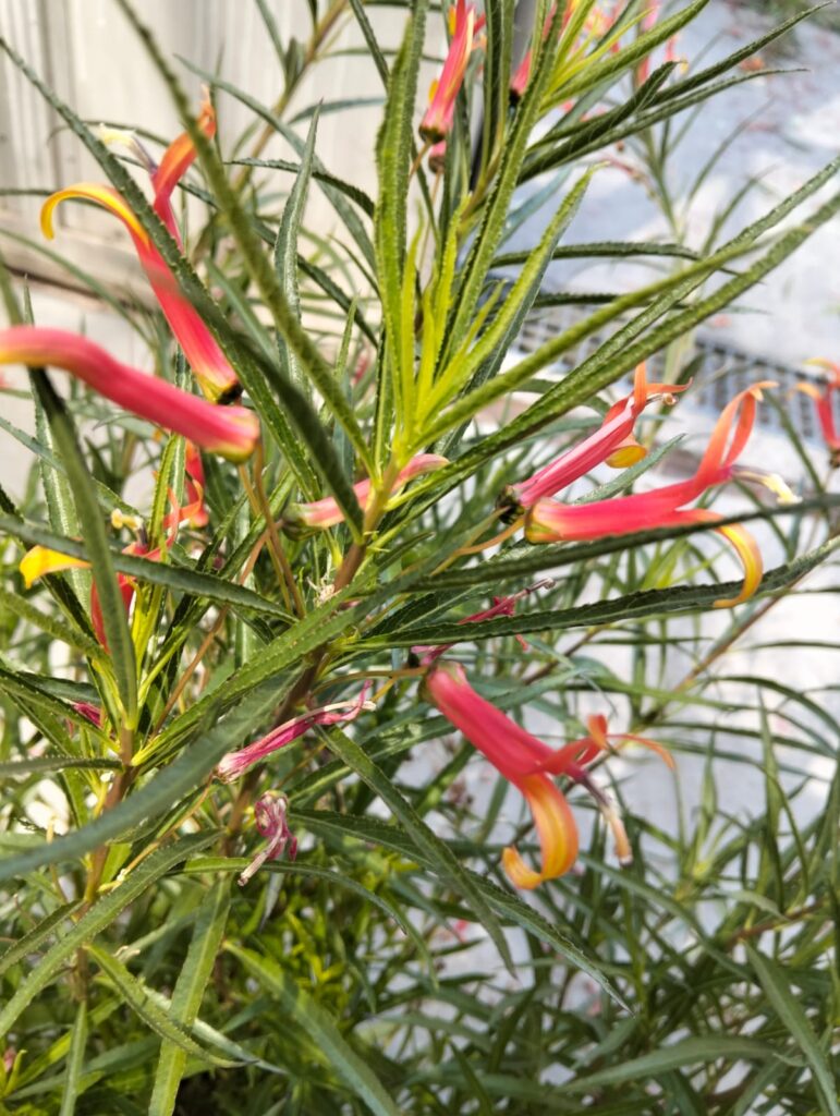 Lobelia laxiflora