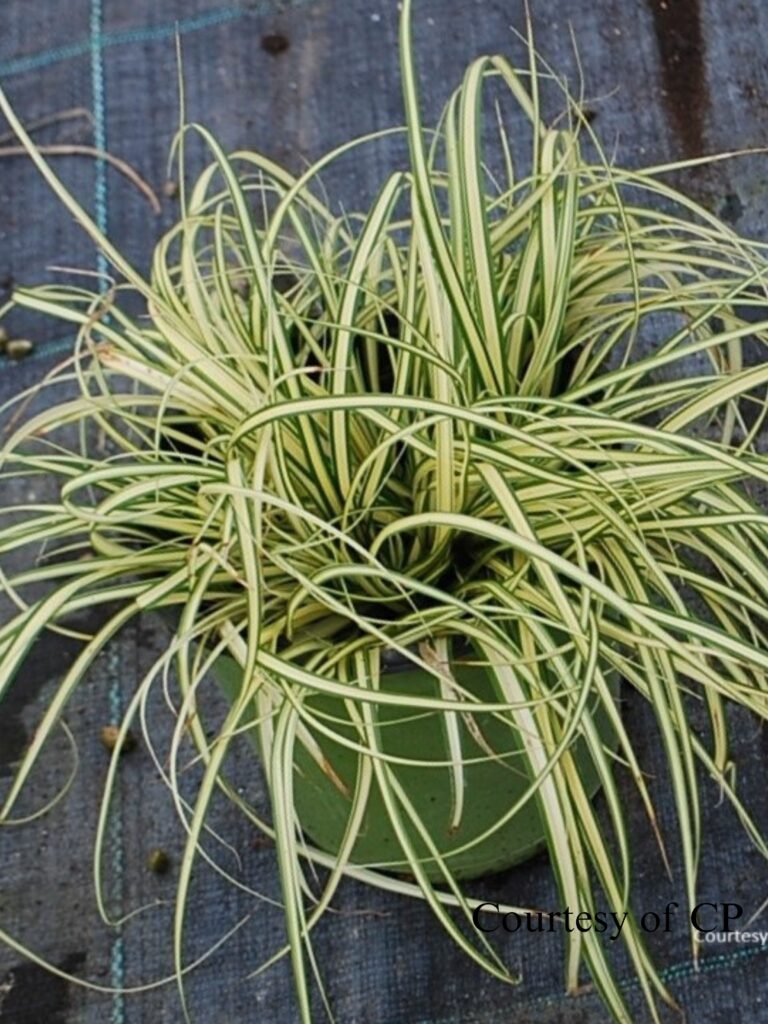 Carex oshimensis 'Evergold'