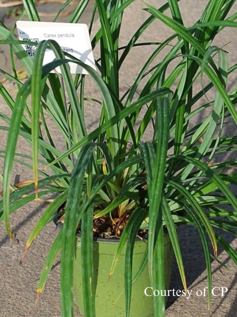 carex pendula standard