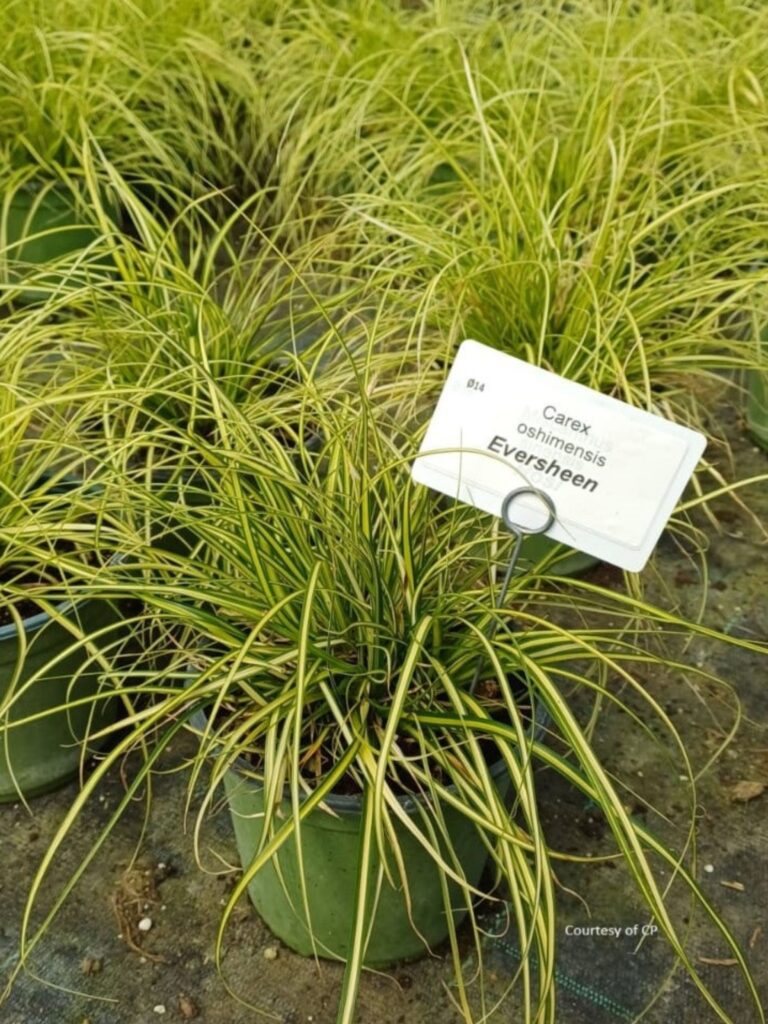 carex oshimensis eversheen