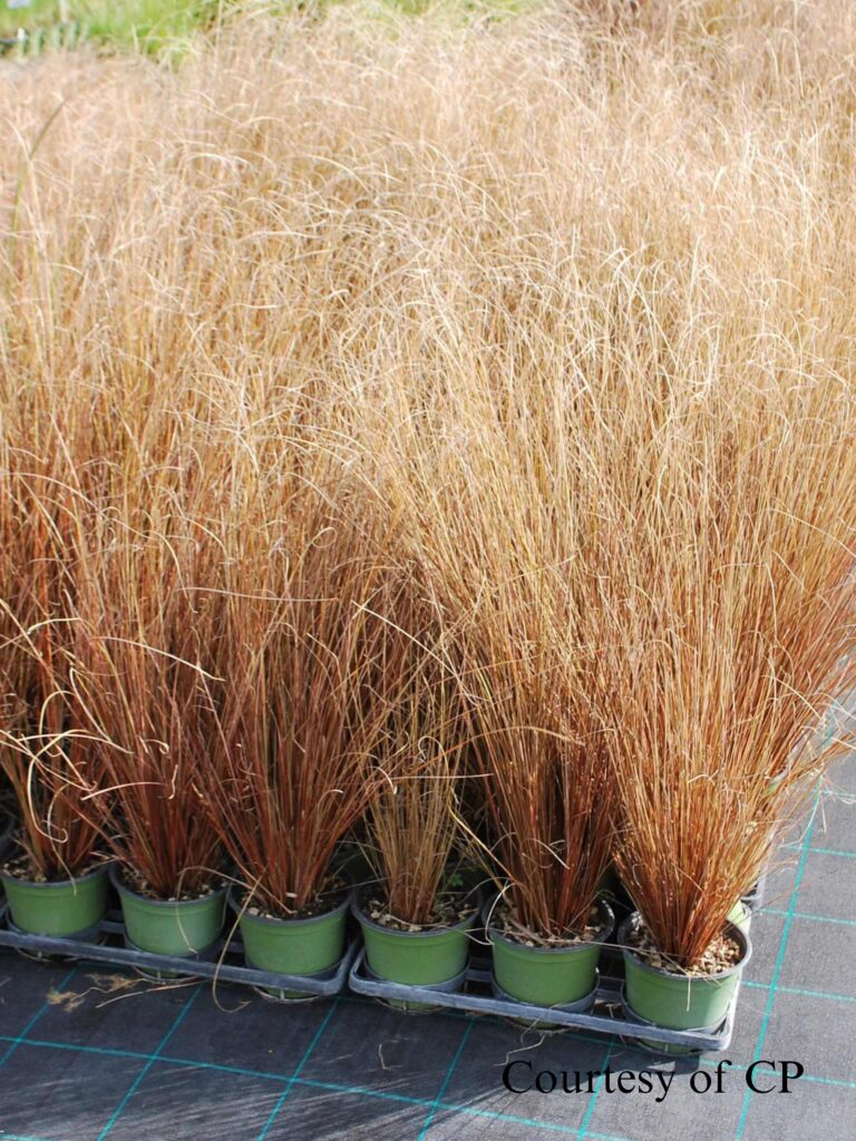 carex buchananii red rooster