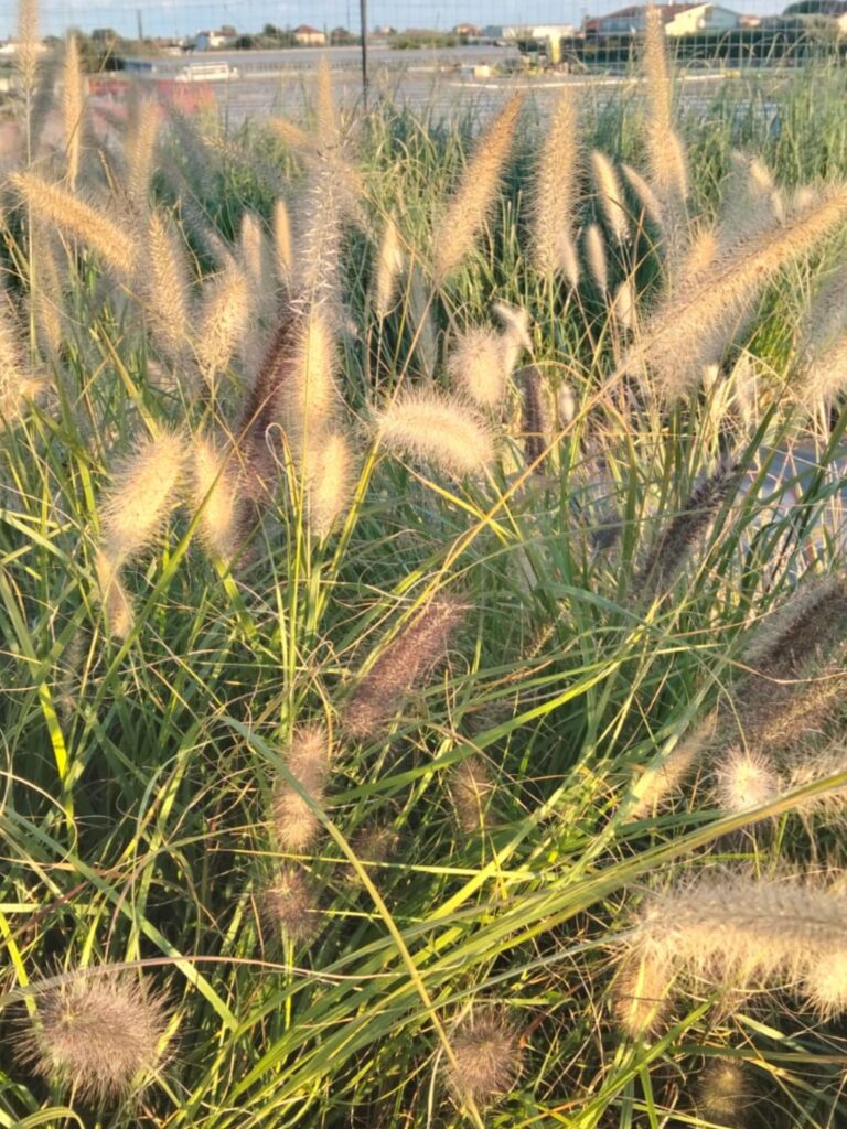 Pennisetum alopecuroides