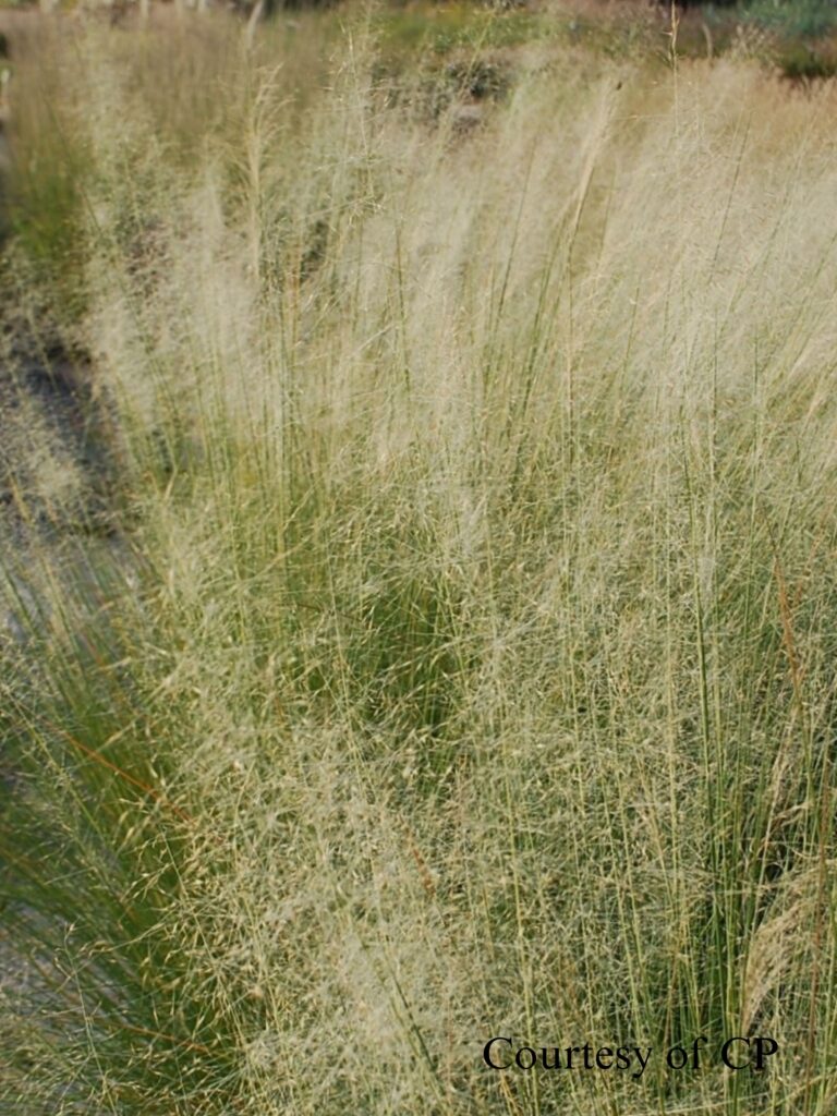 muhlembergia capillaris white cloud