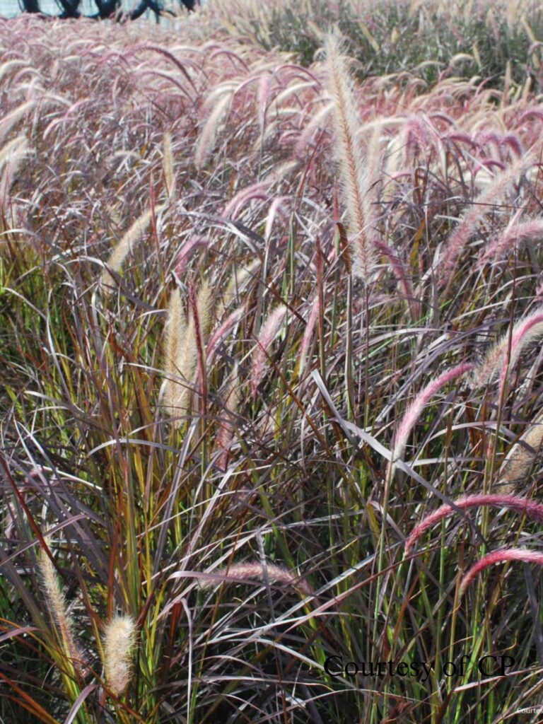 pennisetum setaceum red riding hood
