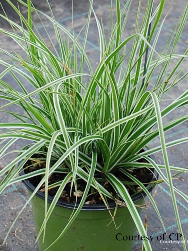 carex oshimensis everest