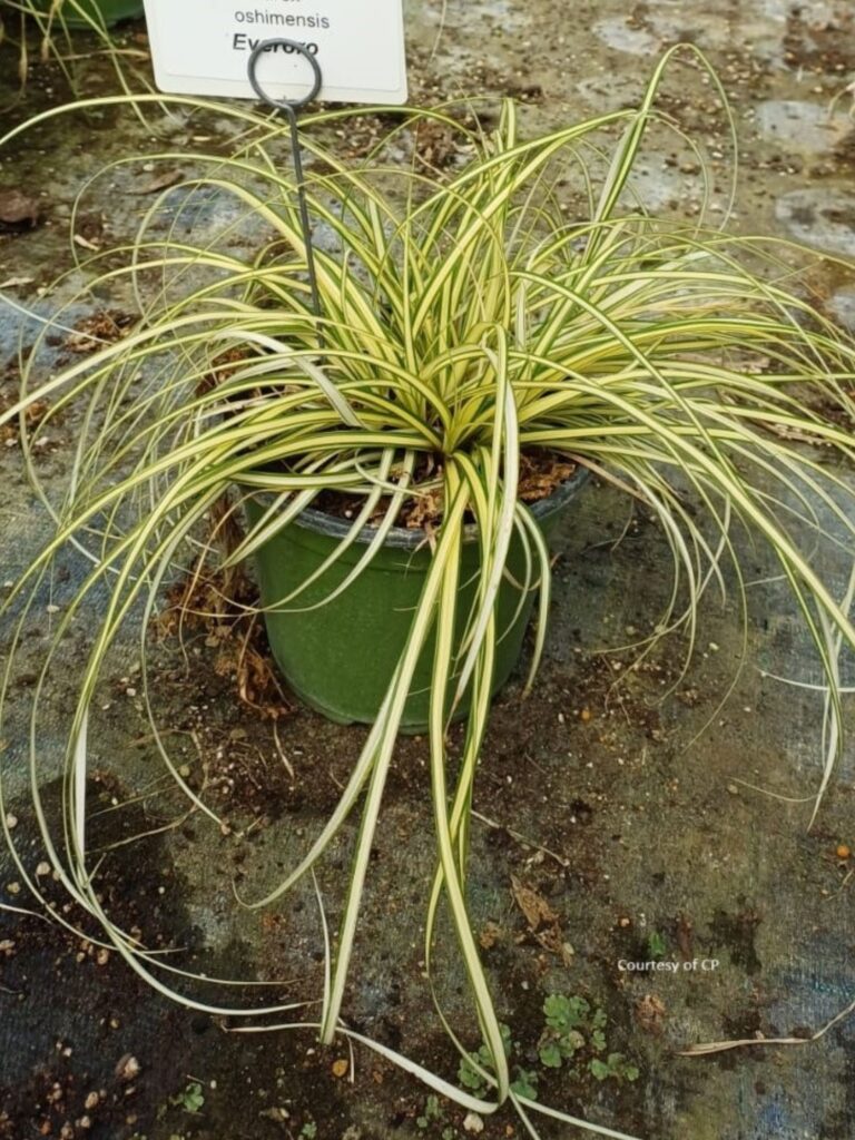 carex oshimensis everoro