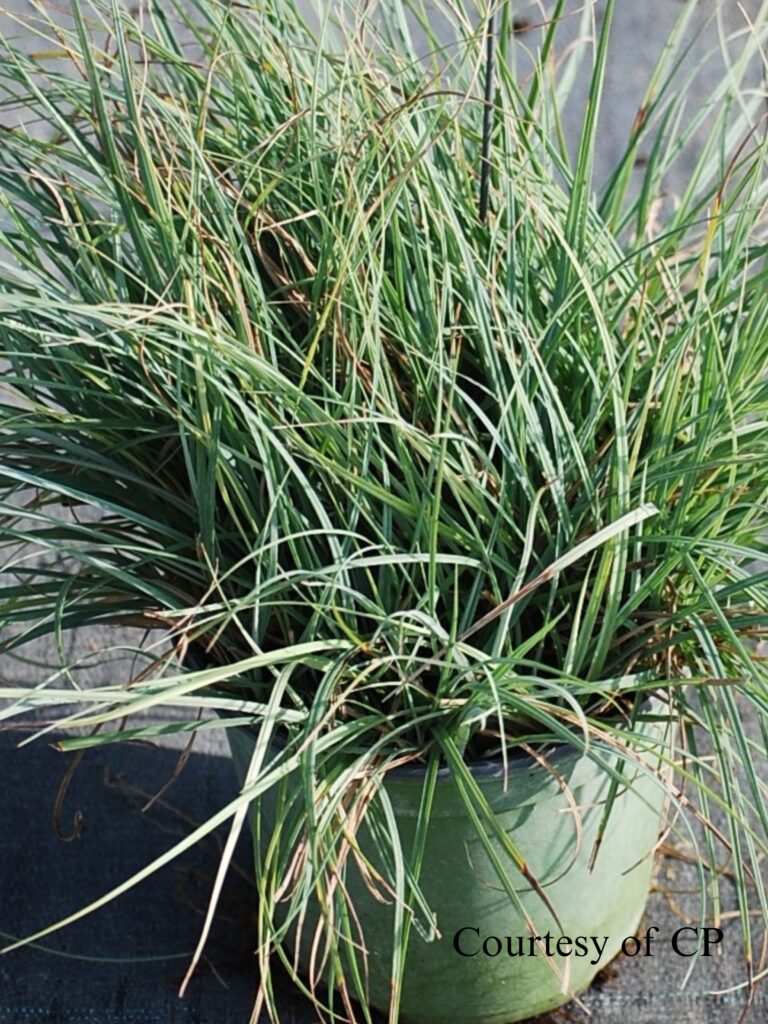 Carex laxiculmis bunny Blue – blue-grey leaves with a loose habit