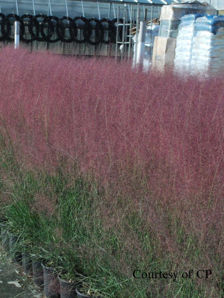 Muhlenbergia capillaris Muhly