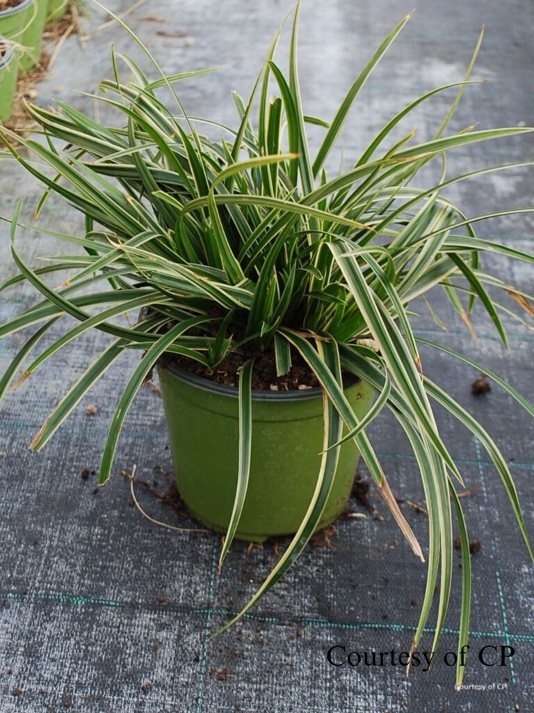 carex oshimensis everest Variegated Carex Varieties