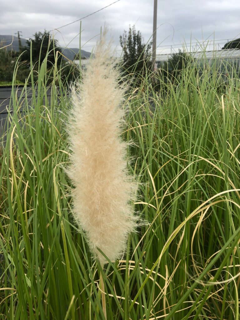 Pampas Grass